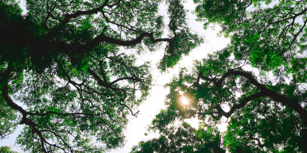 In een groep passen we ons aan, bomen ook via crown shyness